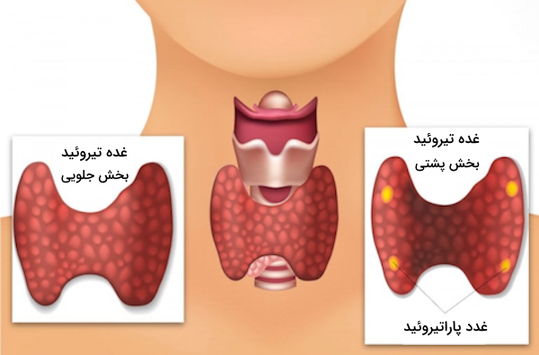 محل قرارگیری غدد پاراتیروئید