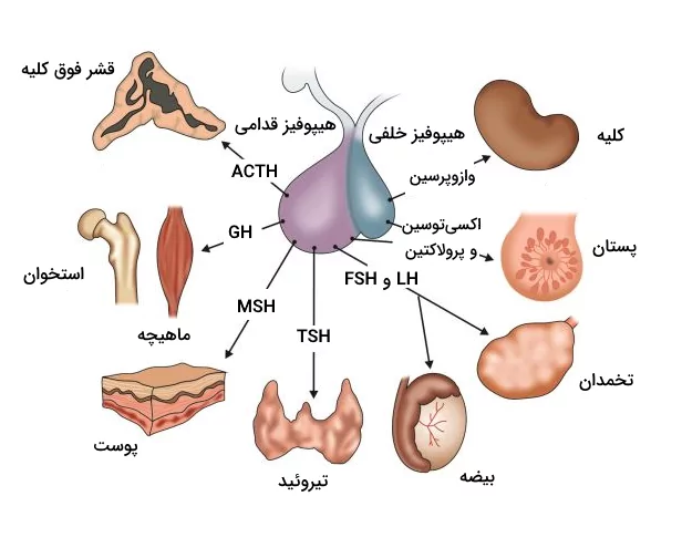 هورمون های غده هیپوفیز