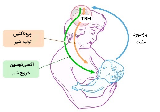 نقش پرولاکتین و اکسی توسین در شیردهی مادران