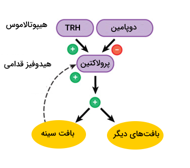 تنظیم ترشح پرولاکتین