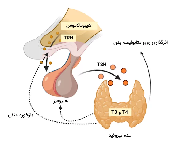 تنظیم ترشح هورمون های تیروئيد به کمک هیپوتالاموس و هیپوفیز