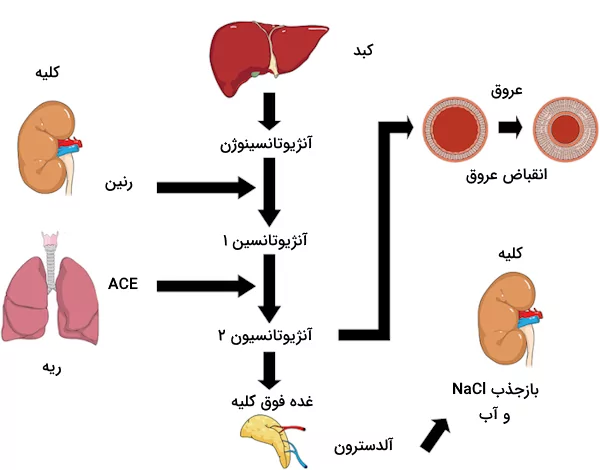 سامانه رنین-آنژیوتانسین-آلدسترون