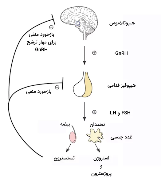 تنظیم ترشح تستسترون، استروژن و پروژسترون به کمک مکانیسم بازخورد منفی