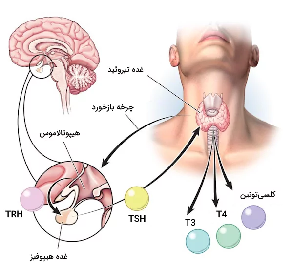 مکانیسم ترشح TSH، TRH و هورمون های تیروئيدی