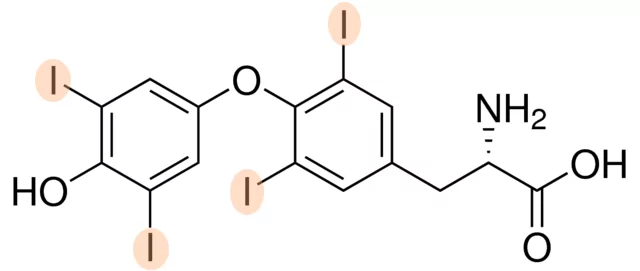 ساختار مولکولی T4