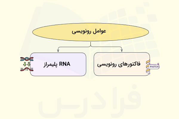 عوامل رونویسی چیست