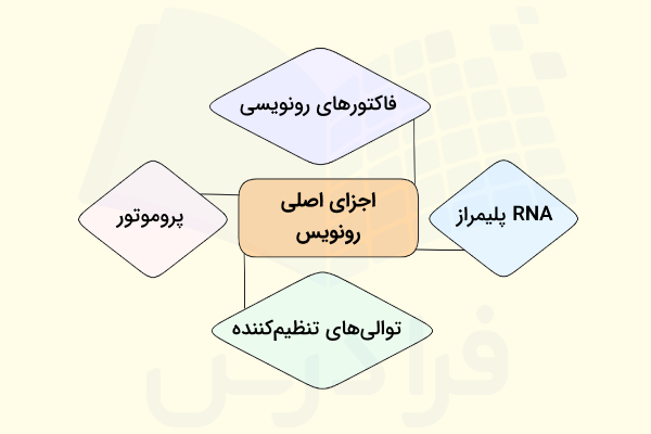 معرفی چهار جزء اصلی رونویسی