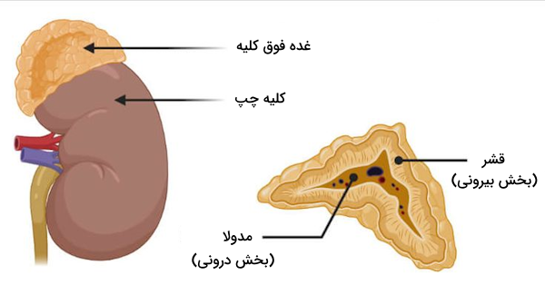 موقعیت غده فوق کلیه و بخش های مختلف ساختاری آن