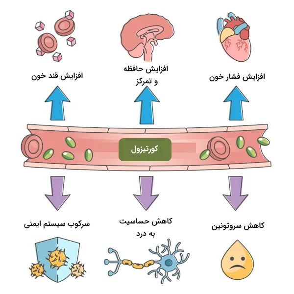 تعدادی از تاثیرات کورتیزول بر بدن