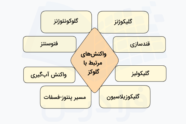 واکنش های زیستی گلوکز چیست