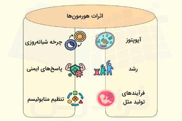 اثرات هورمون های مختلف بر بخش ها و فعالیت های مختلف بدن - هورمون چیست