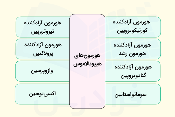 انواع هورمون های هیپوتالاموس