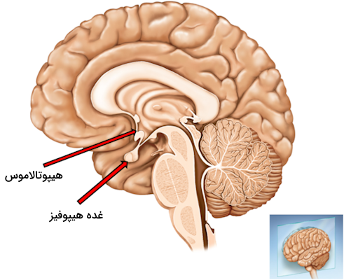 محل هیپوتالاموس و هیپوفیز