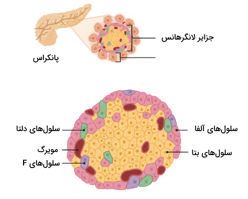 پانکراس و سلول‌های مختلف جزایر لانگرهانس