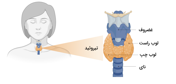 محل قرارگیری غده تیروئيد