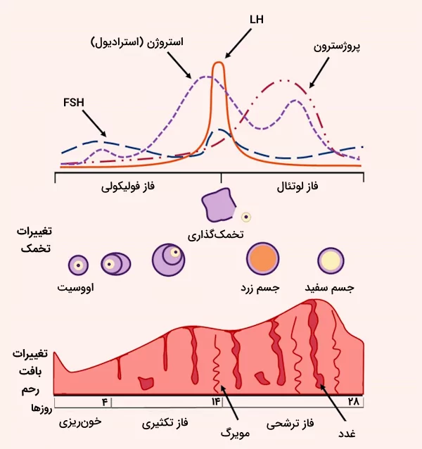 تغییرات انواع هورمون ها، تخمک و بافت رحم در طی چرخه قاعدگی