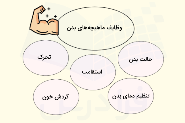 وظایف ماهیچه ها در بدن 