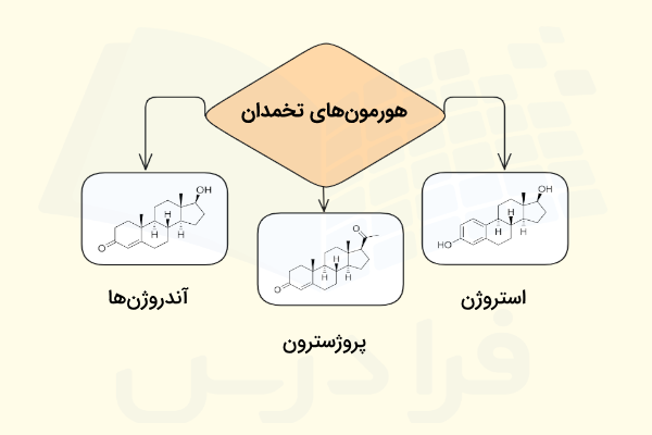 هورمون های تخمدان - تخمدان چیست