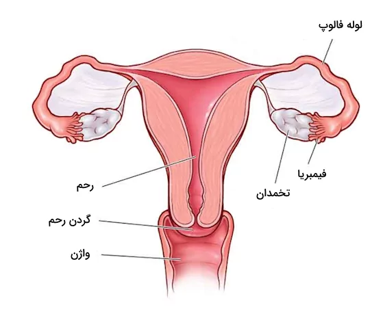 محل قرارگیری تخمدان ها و دیگر اجزا دستگاه تناسلی زنان