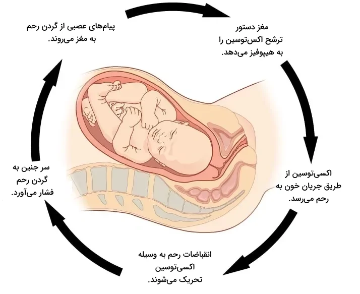 اثر اکسی توسین روی فرآیند زایمان