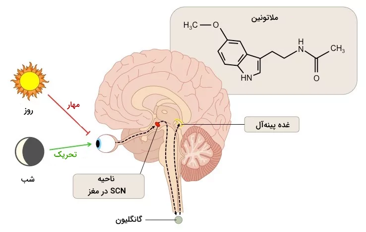 محل قرارگیری غده پینه‌آل و تاثیر نور روز و تاریکی شب روی ترشح ملاتونین