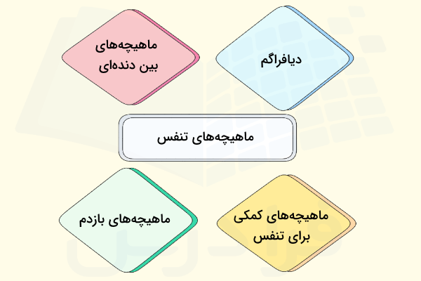 ماهیچه های تنفسی - کار ماهیچه چیست