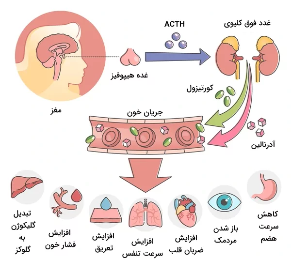 تغییرات ایجاد شده توسط آدرنالین و کورتیزول در بدن هنگام پاسخ استرسی