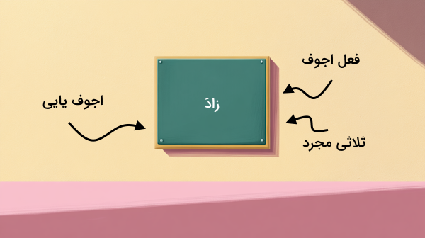 تخته ای که روی دیوار قرار دارد - فعل اجوف چیست