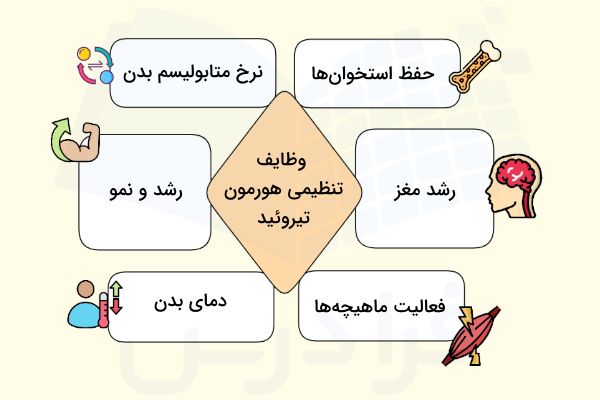 وظایف هورمون های تیروئیدی - انواع هورمون ها