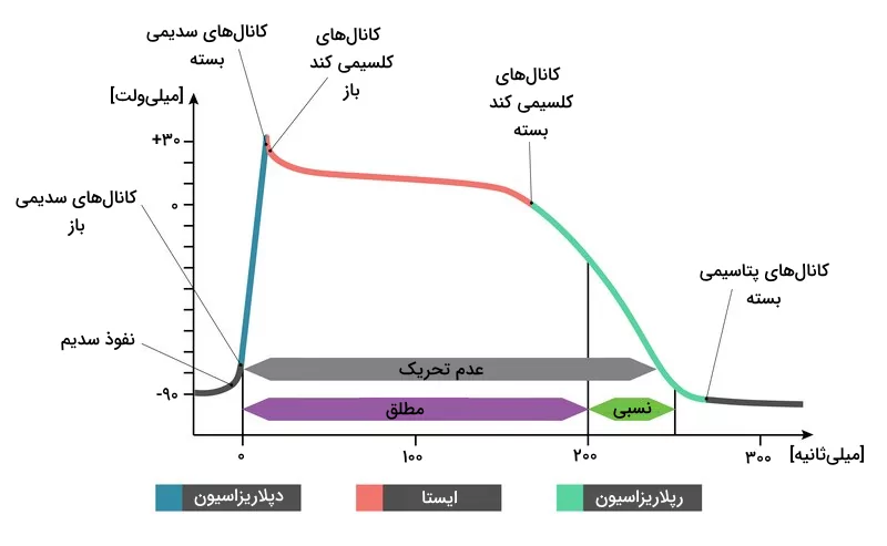 نمودار پتانسیل عمل در ماهیچه قلب