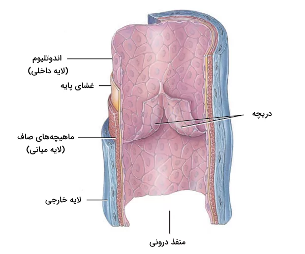 آناتومی سیاهرگ ها، در تصویر سه لایه دیواره سیاهرگ، دریچه سیاهرگی و منفذ درونی مشخص شده اند.