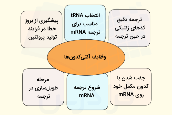 وظایف آنتی کدون ها در سلول - آنتی کدون چیست