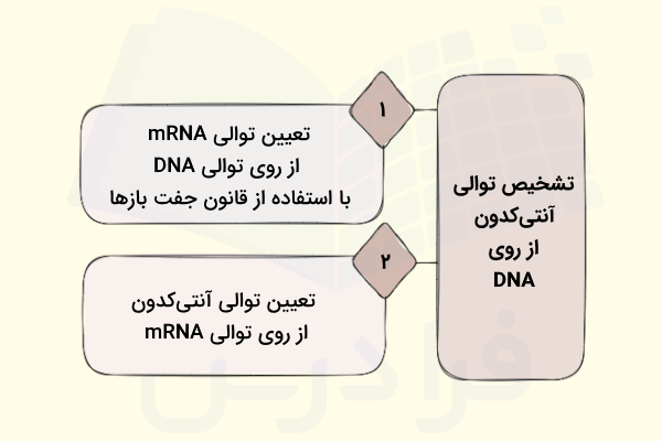 روش تشخیص توالی آنتی کدون از روی توالی DNA