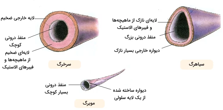 ساختار دیواره سرخرگ، سیاهرگ و مویرگ و مقایسه آن ها با یکدیگر