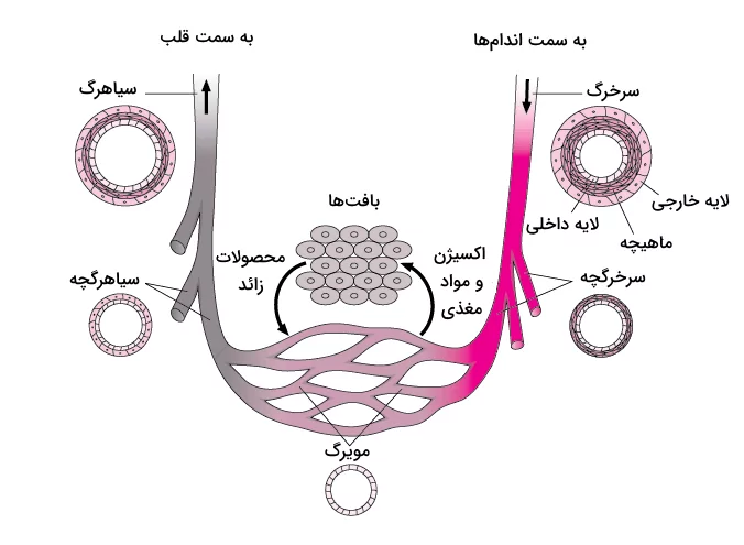 گردش خون از قلب به سمت اندام ها و گذر از رگ های مختلف و بازگشت آن به سمت قلب