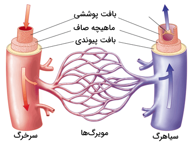 تصویری از اتصال سرخرگ به سیاهرگ به وسیله مویرگ ها