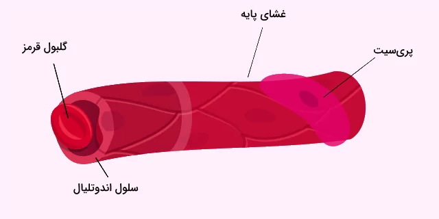 تصویری از ساختار کلی مویرگ ها به همراه معرفی سلول های سازنده دیواره مویرگ