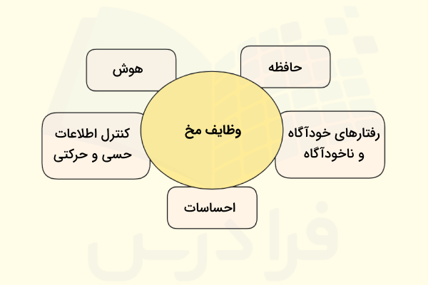 وظایف مخ -مخ چیست