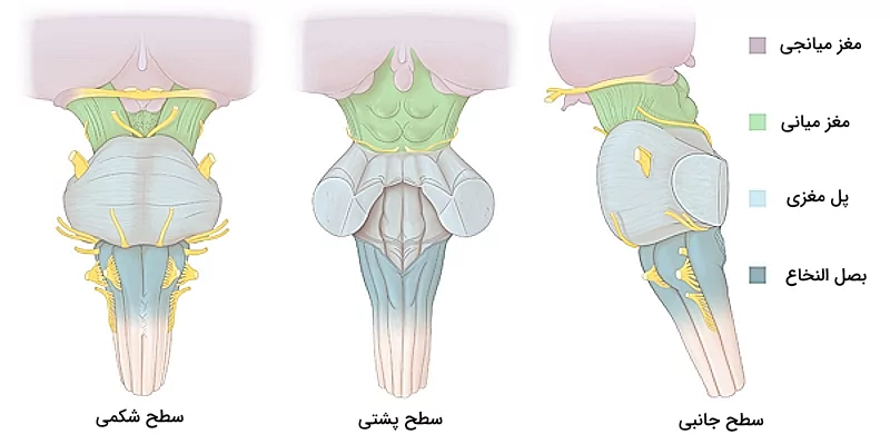 سطوح شکمی، پشتی و جانبی ساقه مغز