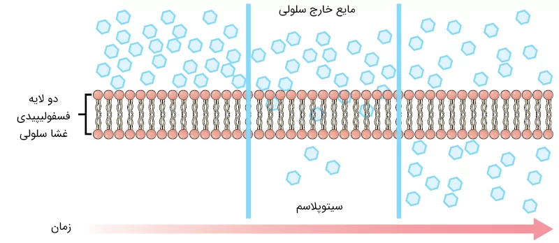 تصویری از انتشار مولکول ها از خلال غشا سلولی در طول زمان