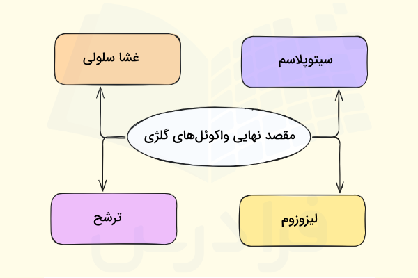 مقصد واکوئل های جدا شده از گلژی - جسم گلژی