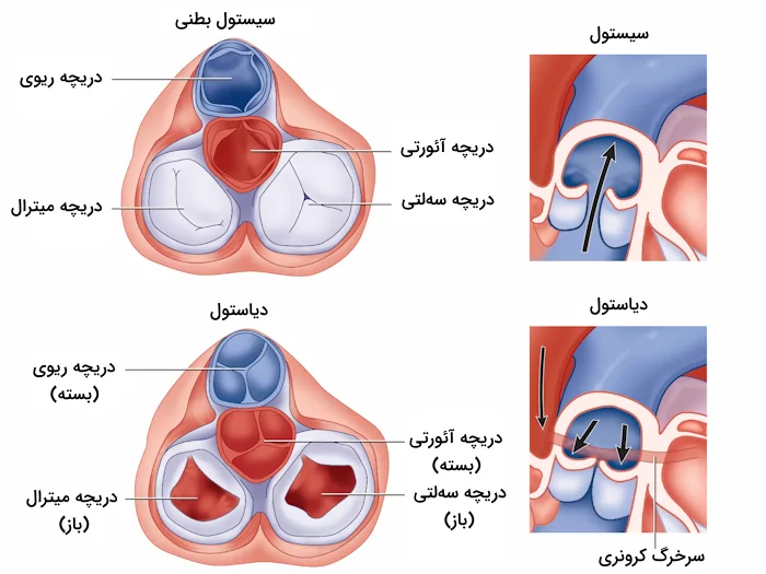 محل قرارگیری و فعالیت دریچه های نیمه هلالی قلب