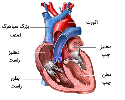 نام گذاری حفرات قلبی