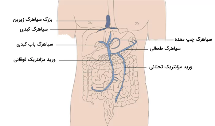 موقعیت سیاهرگ های سازنده سیستم باب کبدی