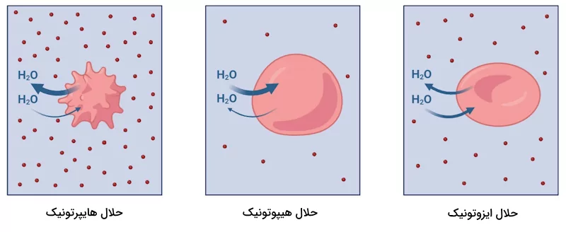 تاثیر سه حلال هایپرتونیک، هیپوتونیک و ایزوتونیک بر ساختار گلبول قرمز