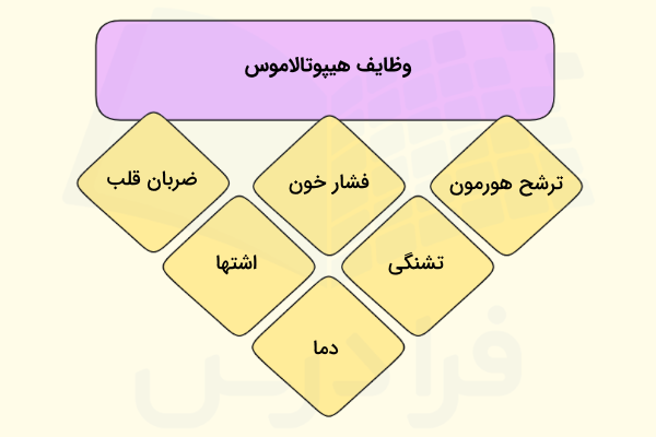 وظایف هیپوتالاموس