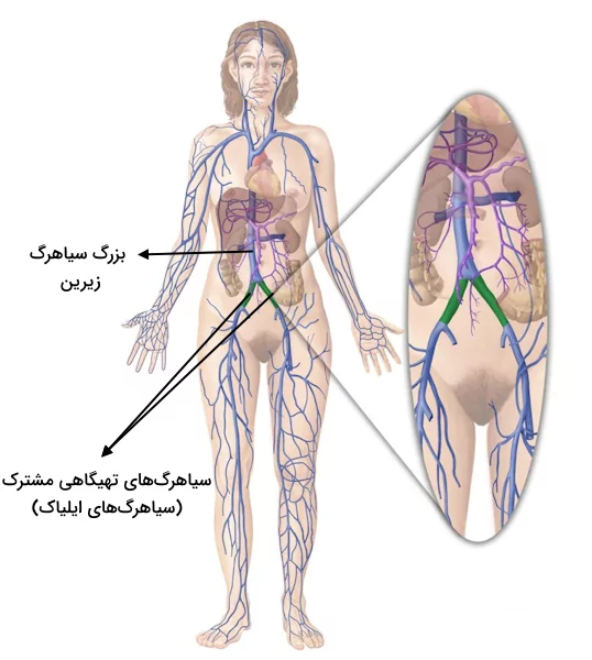 موقعیت قرارگیری سیاهرگ‌ های تهیگاهی مشترک و بزرگ سیاهرگ زیرین در بدن انسان