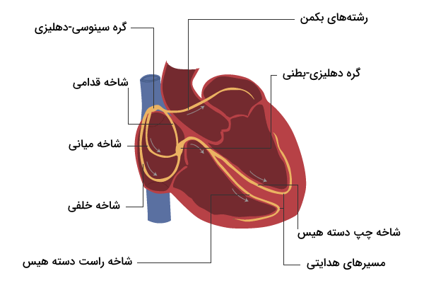 بخش های مختلف مسیرهای هدایتی میان گره ای شبکه هادی قلب 