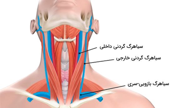 موقعیت سیاهرگ های گردن 