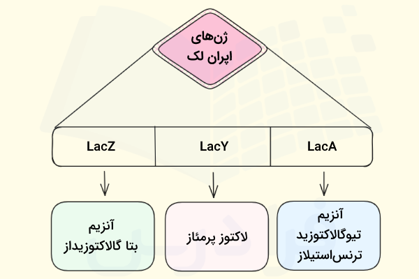 ژن های اپران لک یا اپران لاکتوز و پروتئین های تولید شده توسط هر ژن